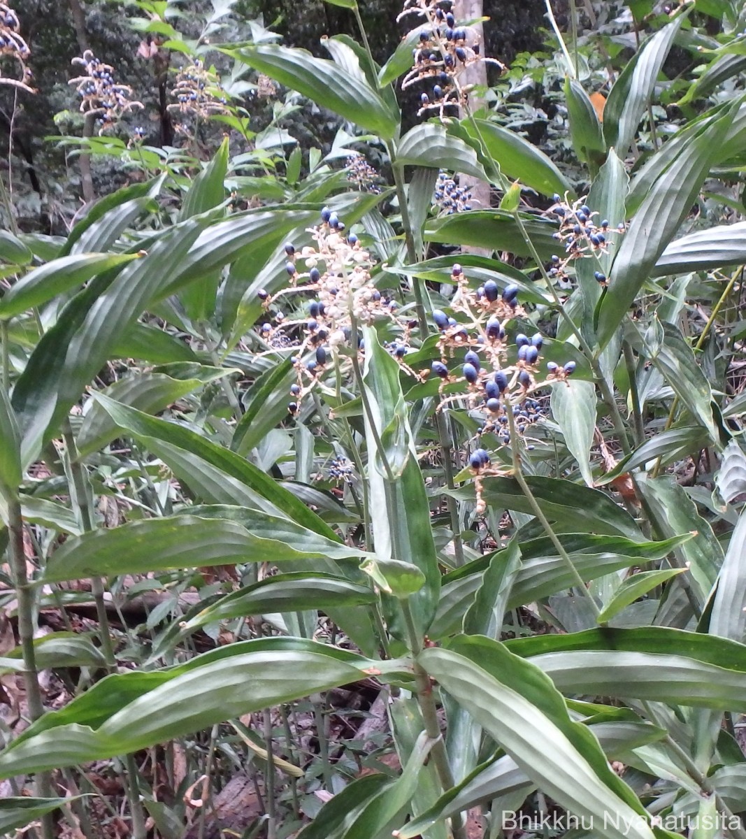 Pollia secundiflora (Blume) Bakh.f.